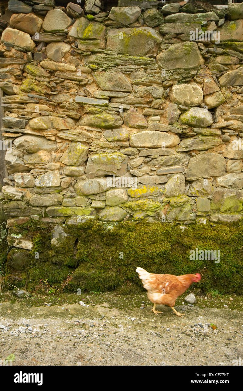 Disfruta Juego de Azar de Chickin Road en España: Todo lo Que Necesitas Saber